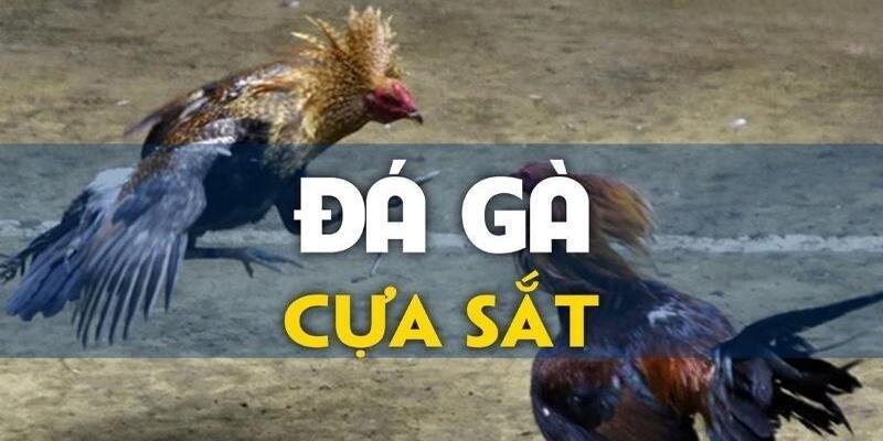 Các trận đấu đá gà cựa sắt đầy tính hấp dẫn, kịch tính thu hút người chơi